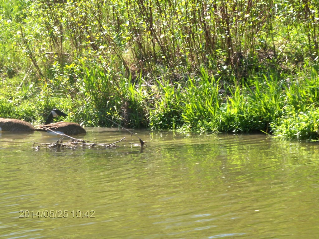 Christopher Greaves Rouge River_HPIM7287.JPG